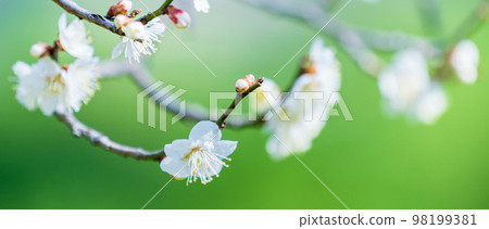 Fresh green and white plum Fresh green and white plum 98199381