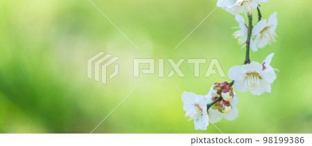 新鮮的綠色和白色李子 98199386
