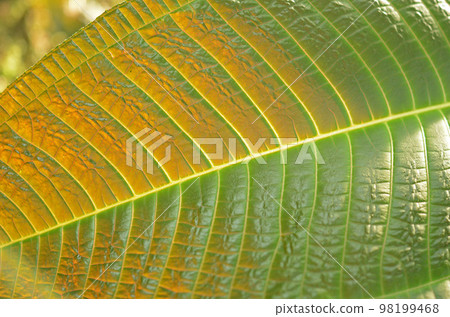 A world of beautiful leaf patterns A world of beautiful leaf patterns 98199468