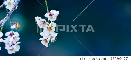 White plum blossoms against a black background 98199477