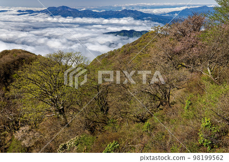 Fresh green Okura ridge, sea of clouds, and Hakone mountain range seen from Tanzawa Omote ridge 98199562