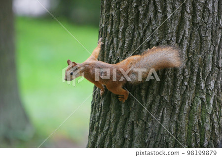 Fluffy squirrel on the tree 98199879