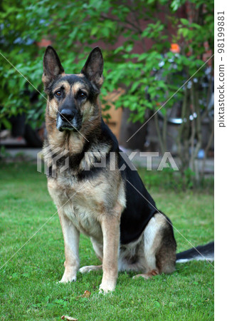 Handsome german shepherd portrait Handsome german shepherd portrait 98199881