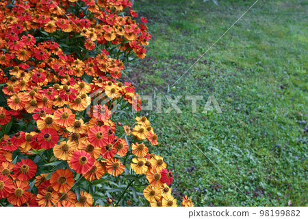 Bright flowers and grass background Bright flowers and grass background 98199882
