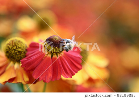 bumblebee on the orange flower 98199883
