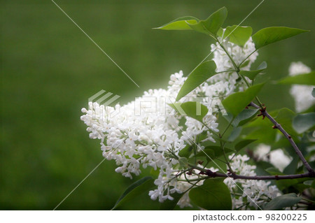Blooming jasmin Blooming jasmin 98200225