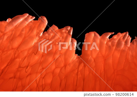 part of grapefruit isolated on black 98200614