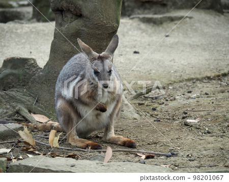 Shima Oyawa Wallaby Shima Oyawa Wallaby 98201067