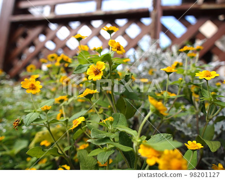 clumps of melampodium flowers clumps of melampodium flowers 98201127