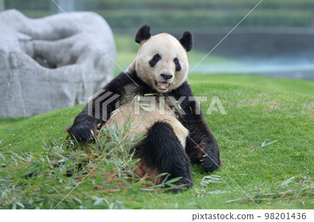 Eimei looks satisfied with the delicious bamboo Eimei looks satisfied with the delicious bamboo 98201436
