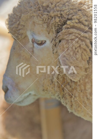 綿羊帶著悲傷的眼睛 98201558