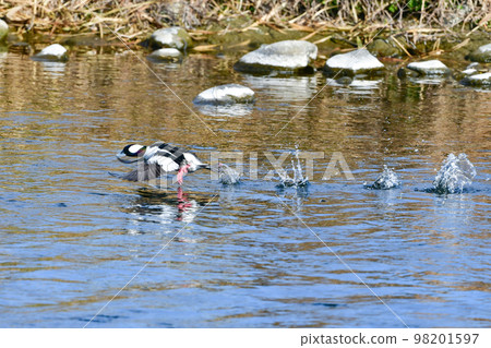 A rare winter migratory bird with pure white and beautiful iridescent feathers. A rare winter migratory bird with pure white and beautiful iridescent feathers. 98201597
