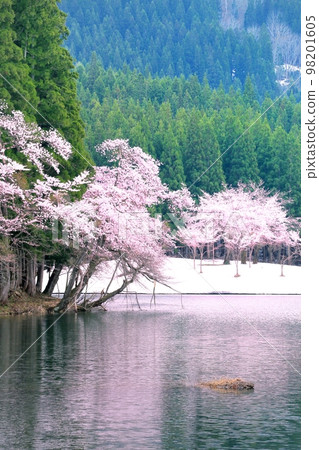 中子池櫻花 中子池櫻花 98201605