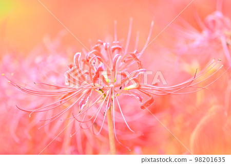 red flower cluster amaryllis 98201635