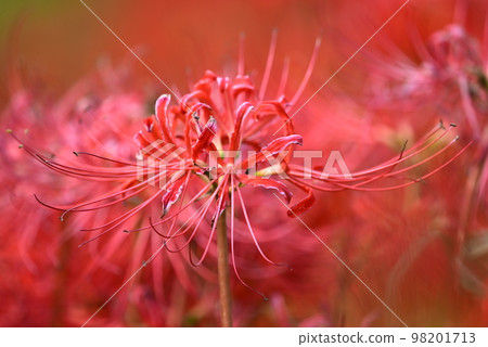 red flower cluster amaryllis red flower cluster amaryllis 98201713