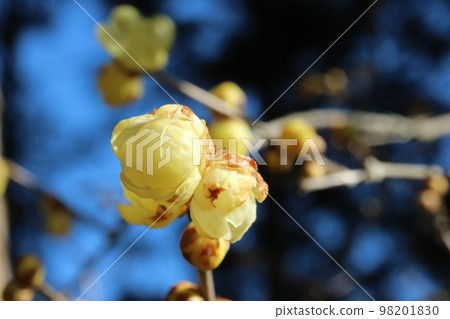 日本五香粉(日本五香粉)開始開花 日本五香粉(日本五香粉)開始開花 98201830