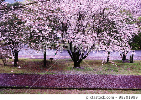 The end of spring and falling cherry blossoms 98201989