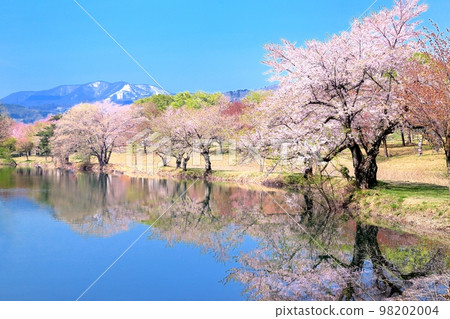 播水池的櫻花 98202004