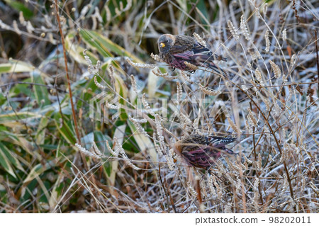 A cute little bird with beautiful rose pink that can be seen in the winter mountains A cute little bird with beautiful rose pink that can be seen in the winter mountains 98202011