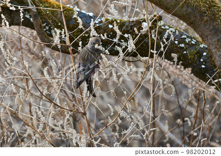A cute little bird with beautiful rose pink that can be seen in the winter mountains A cute little bird with beautiful rose pink that can be seen in the winter mountains 98202012