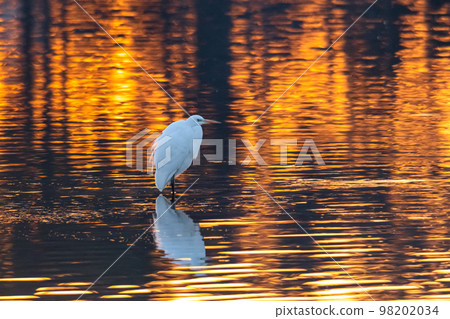 sunrise heron sunrise heron 98202034