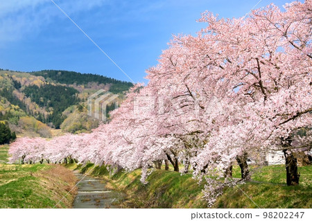 飯山/更川路堤上的一排櫻花樹 98202247