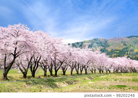 飯山/更川路堤上的一排櫻花樹 98202248