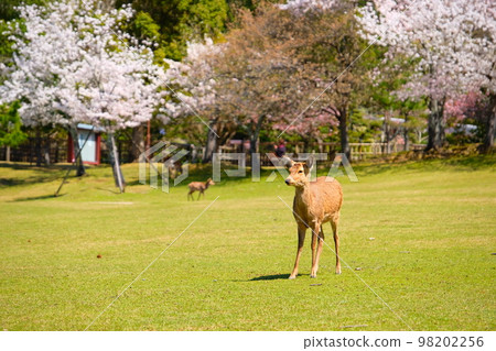 奈良公園的鹿和櫻花 98202256