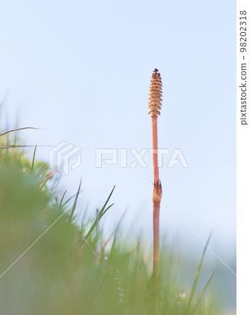 A single brush that grows on the bank 98202318