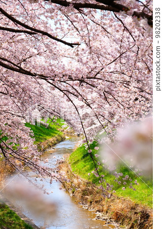 Nara Saho River Cherry Blossom Tunnel 98202338