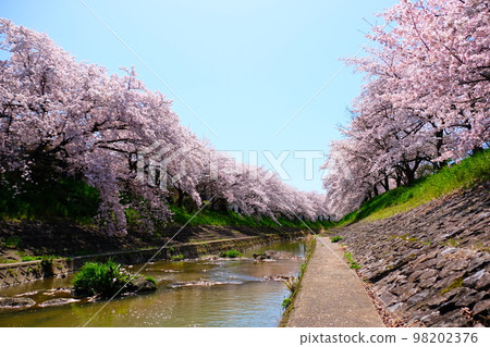 奈良佐保川櫻花隧道 98202376