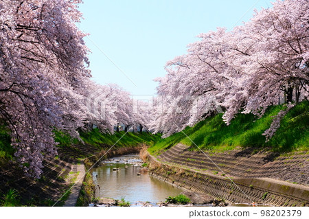 奈良佐保川櫻花隧道 98202379