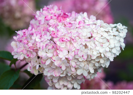 Hydrangea paniculata Vanille Fraise Hydrangea paniculata Vanille Fraise 98202447