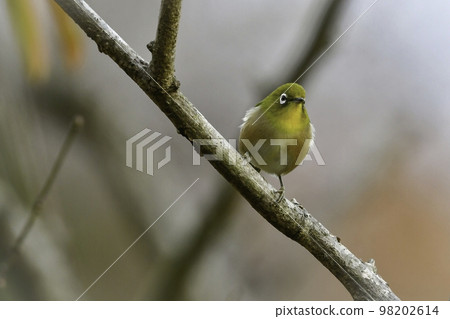 A beautiful, cute and familiar small bird of uguisu color and white A beautiful, cute and familiar small bird of uguisu color and white 98202614