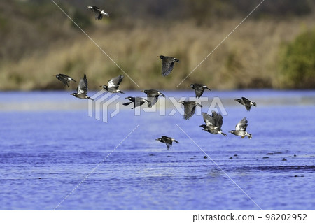 A flock of familiar wild starlings that came to the river early in the morning to drink water 98202952