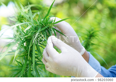 Cannabis, marijuana or marihuana leaf, cbd, thc used as drug, intoxicant, or alternative medicine. 98203060