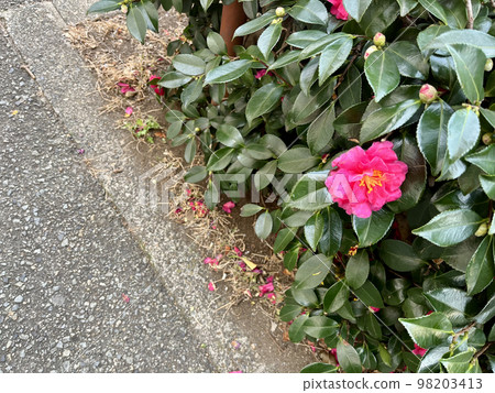 Flowers blooming along the road 98203413