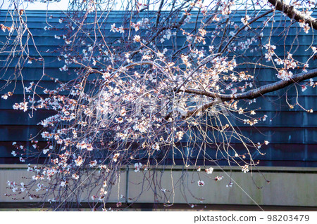 Permanent cherry blossoms at the main gate of Mikawa Ikko Ikki Temple (Joguji Temple, Okazaki City, Aichi Prefecture) Permanent cherry blossoms at the main gate of Mikawa Ikko Ikki Temple (Joguji Temple, Okazaki City, Aichi Prefecture) 98203479