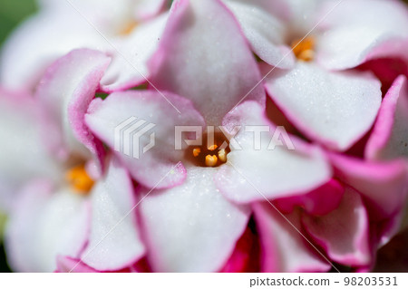 Daphne 2 Daphne 2 98203531