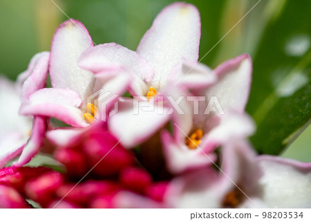 Shincho flower 4 98203534