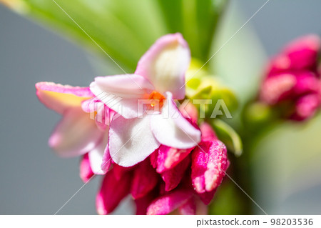 Shincho flower 5 98203536