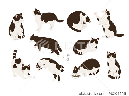 Illustration of various poses of black and white cats Illustration of various poses of black and white cats 98204336