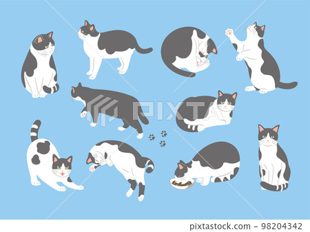 黑白貓各種姿勢圖解 98204342