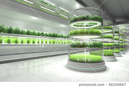 Organic vegetable farm. Hydroponic vegetable plant factory. 98204667