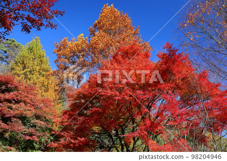 Yano, Kamikawa-cho, Kodama-gun, Saitama Prefecture, Municipal Shiromine Park, where you can see double October cherry blossoms that bloom from autumn to winter 98204946