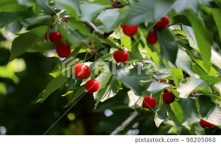 Cherries turning red with charm 98205068