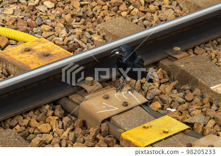 烏鴉正在吃隱藏在鐵軌下的食物（取自站台） 98205233