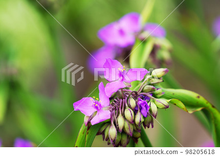  Spiderwort 98205618