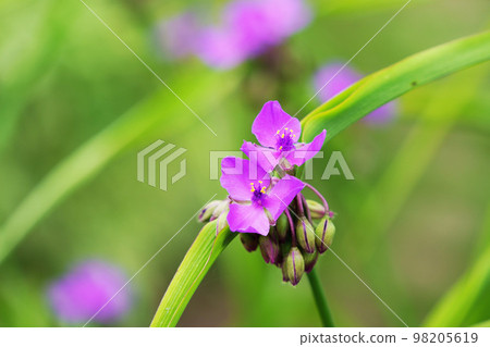  Spiderwort 98205619
