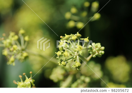 常春藤花 98205672